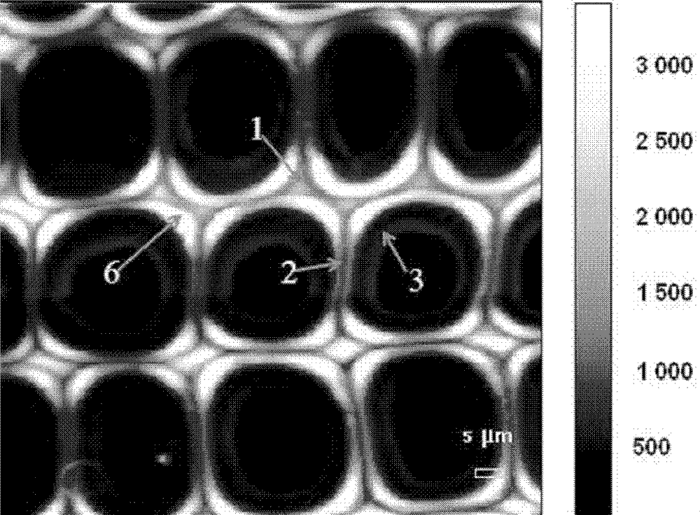 A kind of determination method of plant cell wall lignification degree