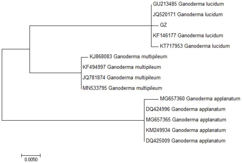 Ganoderma lucidum strain GZ and application thereof