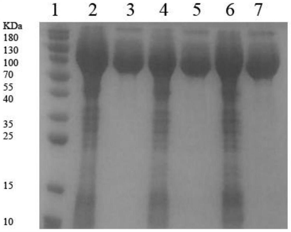 Arginine decarboxylase mutant and application thereof in production of agmatine
