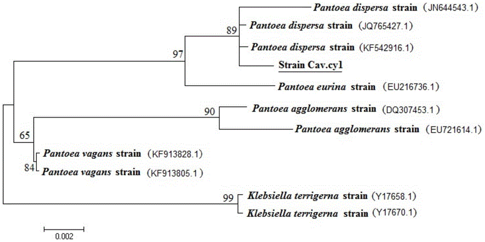 A kind of pantoea disperse and application thereof