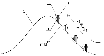 A method of using corn stalks to control desertification and afforestation