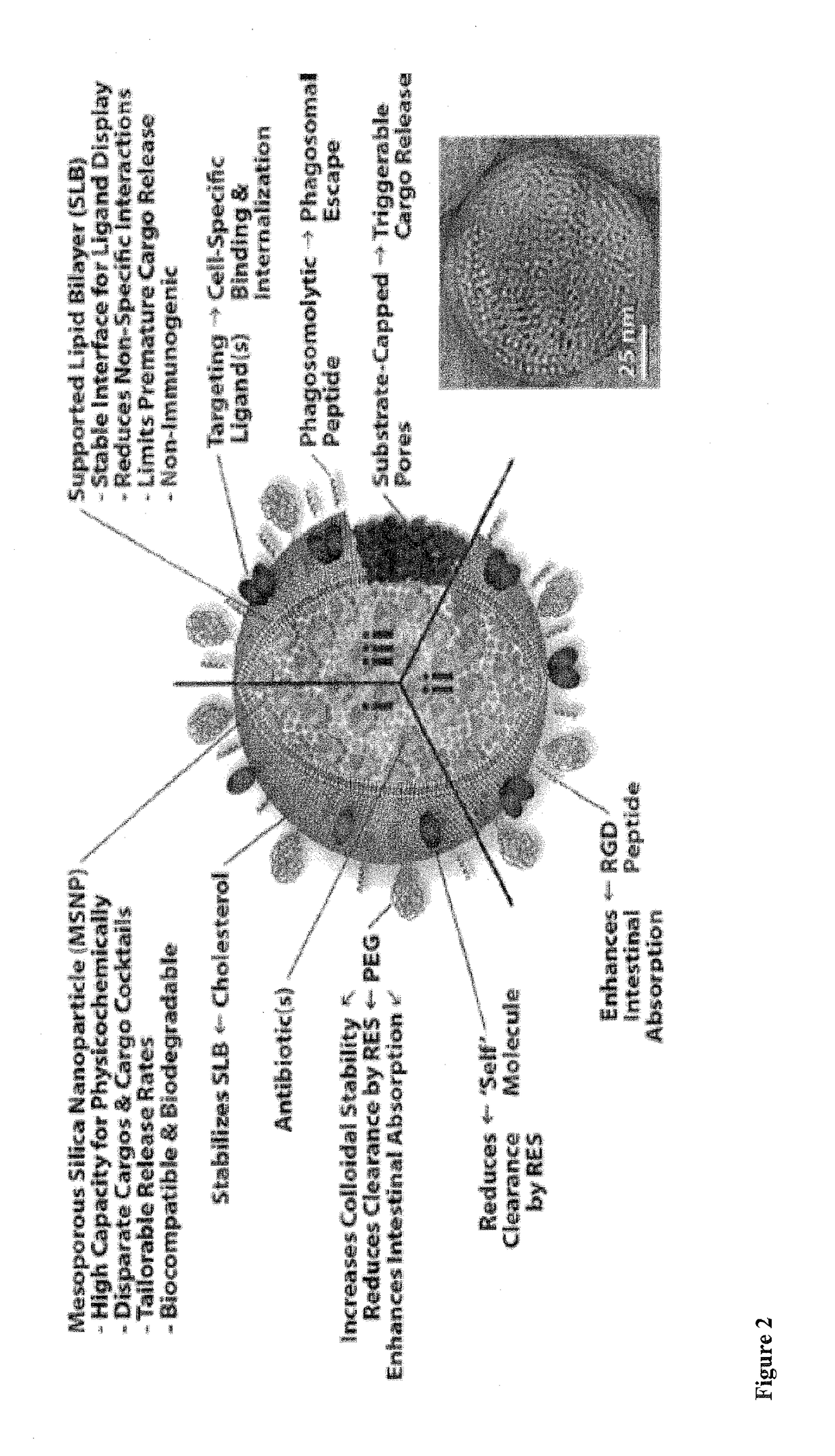 Antibiotic protocells and related pharmaceutical formulations and methods of treatment