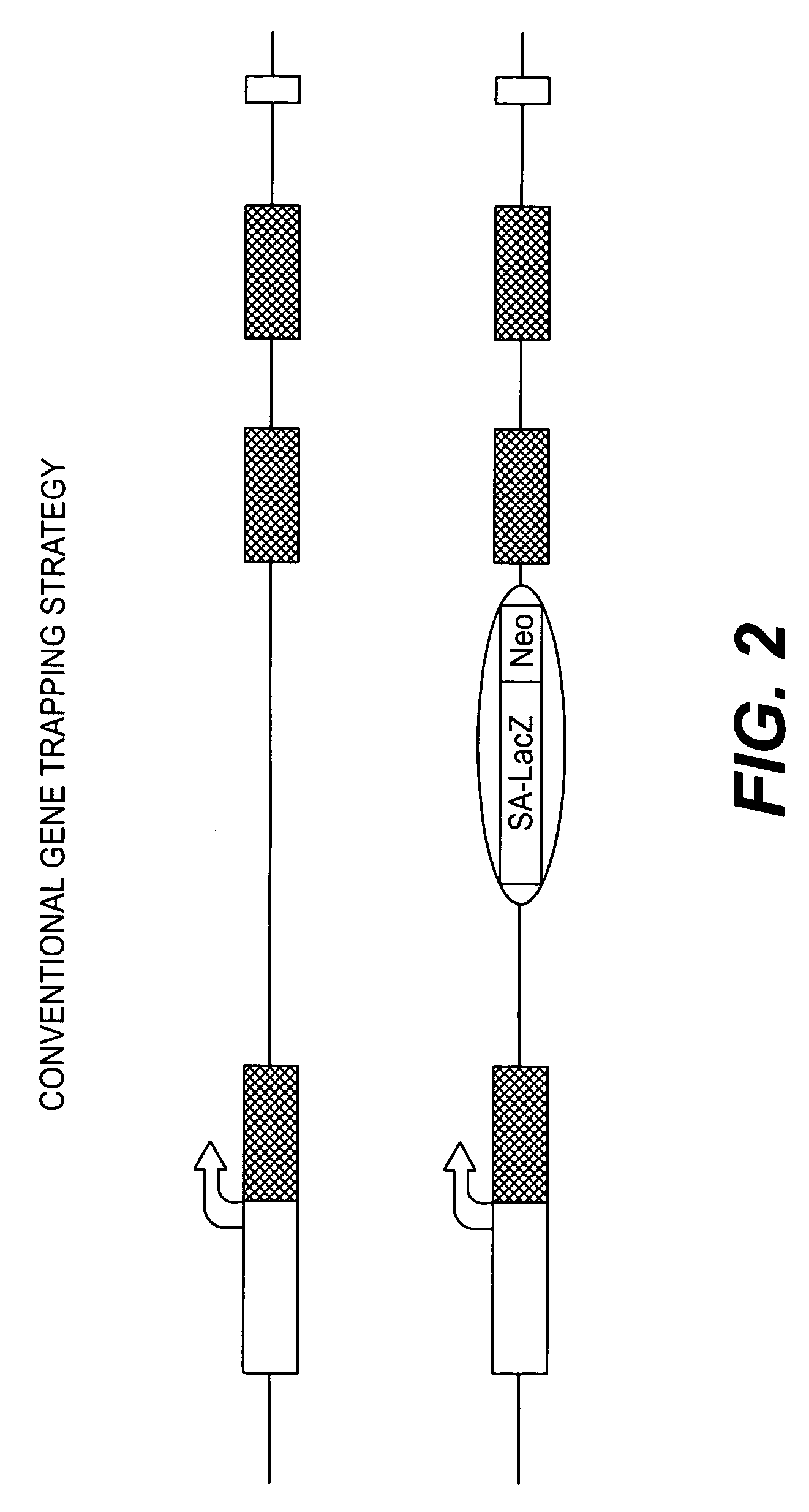 Conditional knockout method for gene trapping and gene targeting using an inducible gene silencer