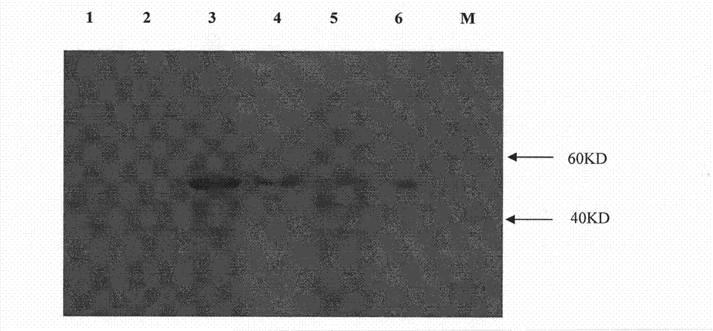 Alpha-galactosidase and coding gene thereof