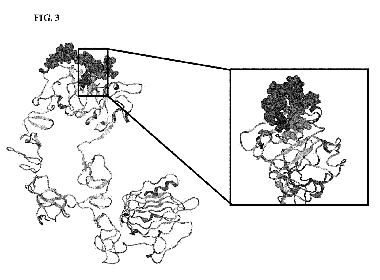 Synthetic antibody mimic peptides