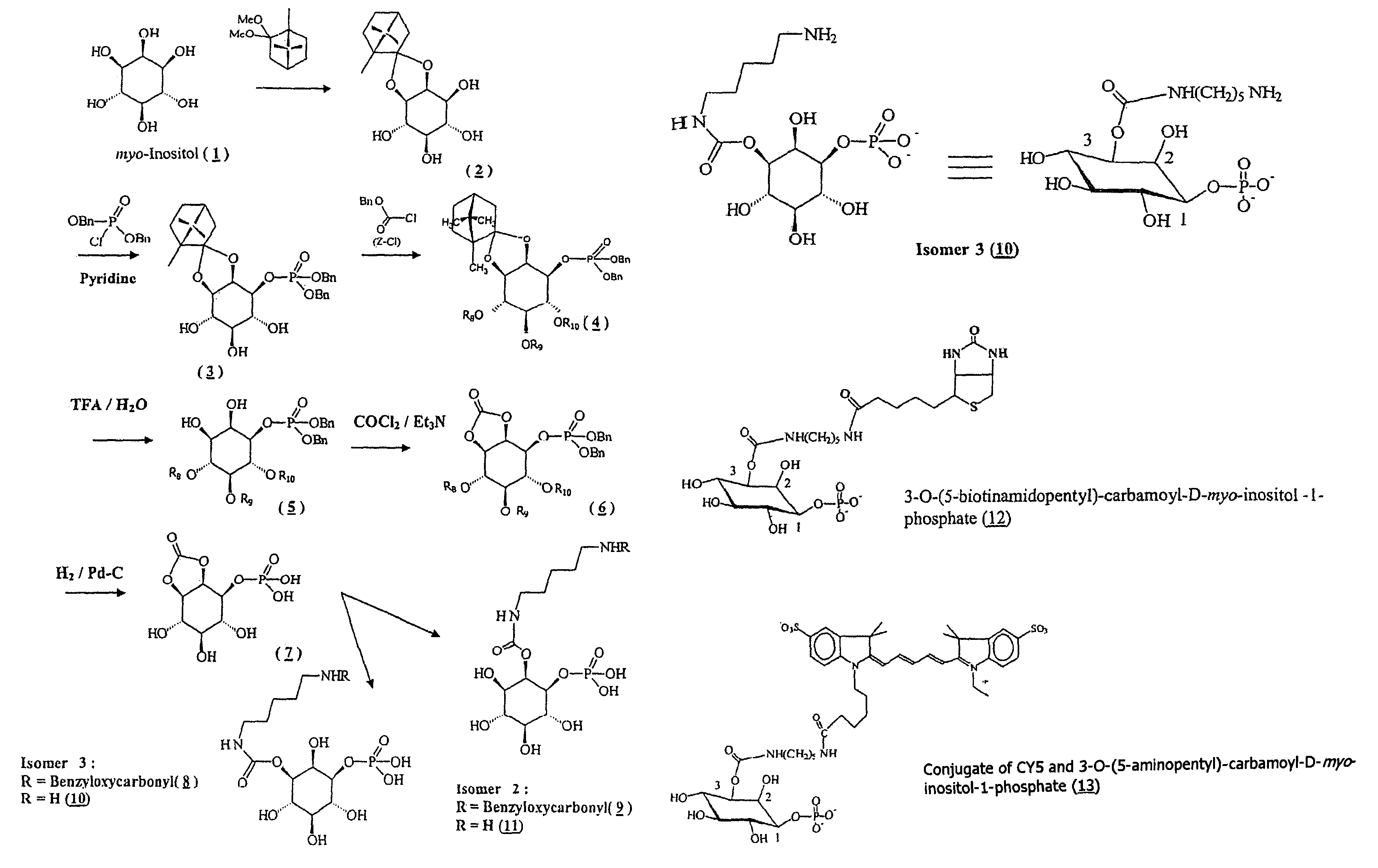 Inositol-phosphate derivatives and method of detecting inositol-1-phosphate