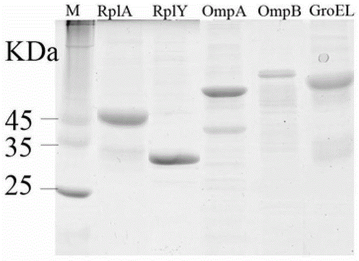 Protein composition for diagnosis or auxiliary diagnosis of far-eastern spotted fever