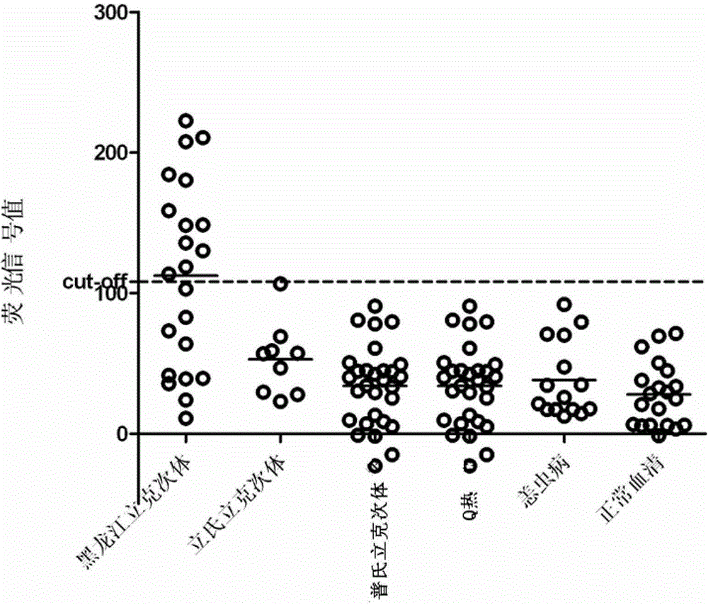 Protein composition for diagnosis or auxiliary diagnosis of far-eastern spotted fever