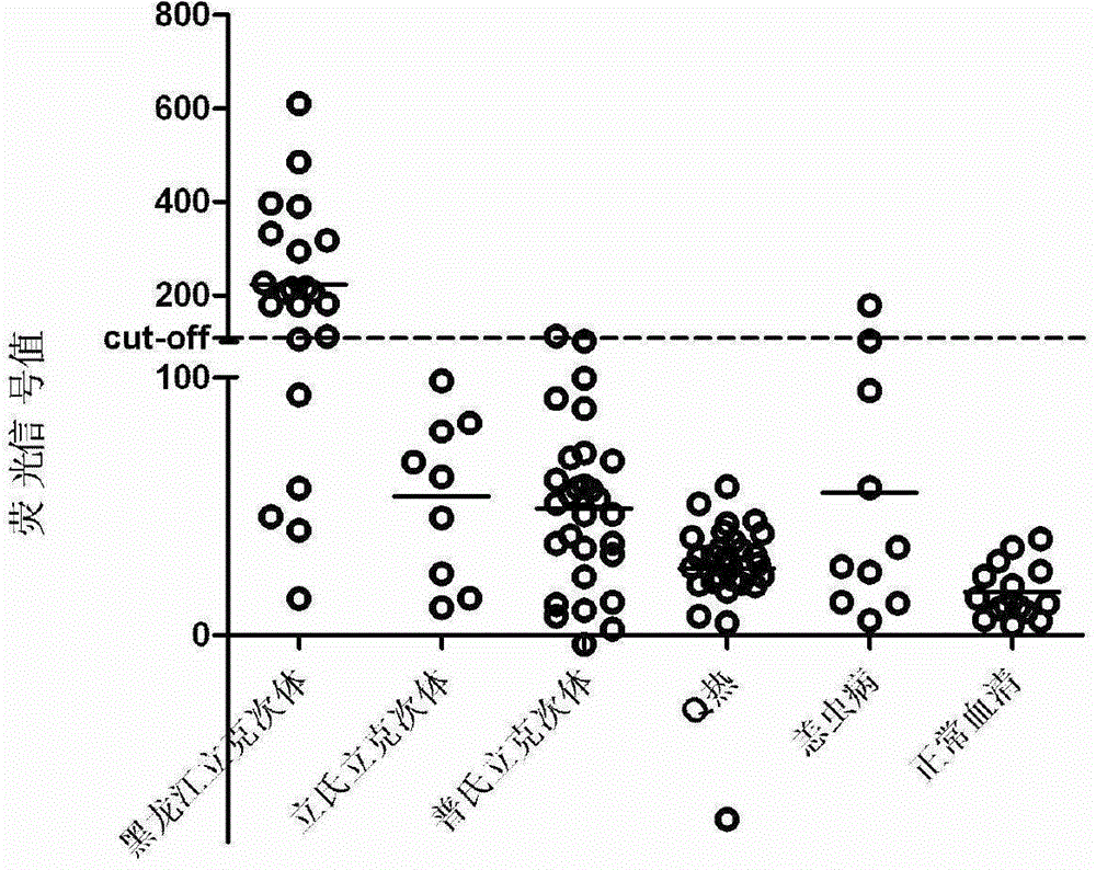 Protein composition for diagnosis or auxiliary diagnosis of far-eastern spotted fever