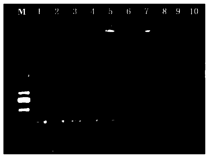 Method for identifying Trichoderma fungi by loop-mediated isothermal amplification and primers thereof