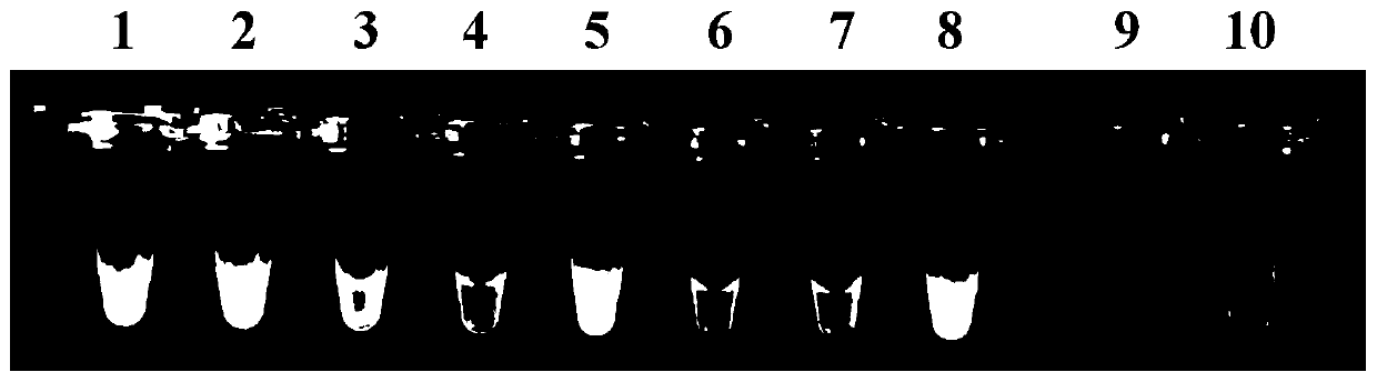 Method for identifying Trichoderma fungi by loop-mediated isothermal amplification and primers thereof