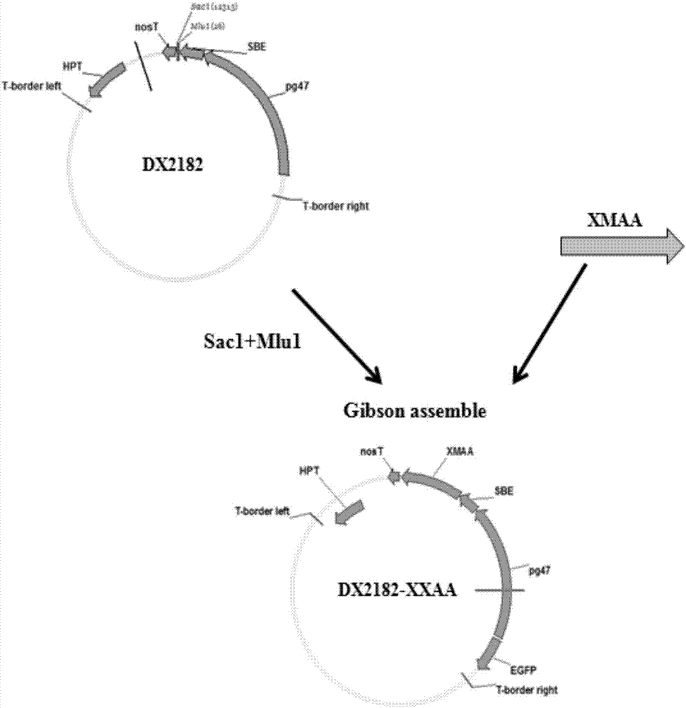 Millet α-amylase and its coding gene and application