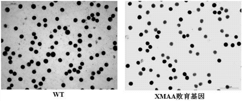 Millet α-amylase and its coding gene and application