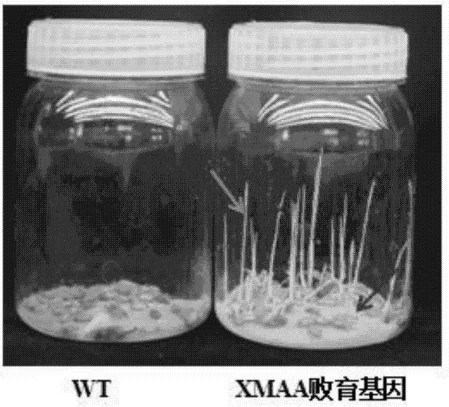 Millet α-amylase and its coding gene and application