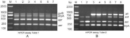 Multiplex PCR method capable of simultaneously detecting 7 virulence genes of Aeromonas