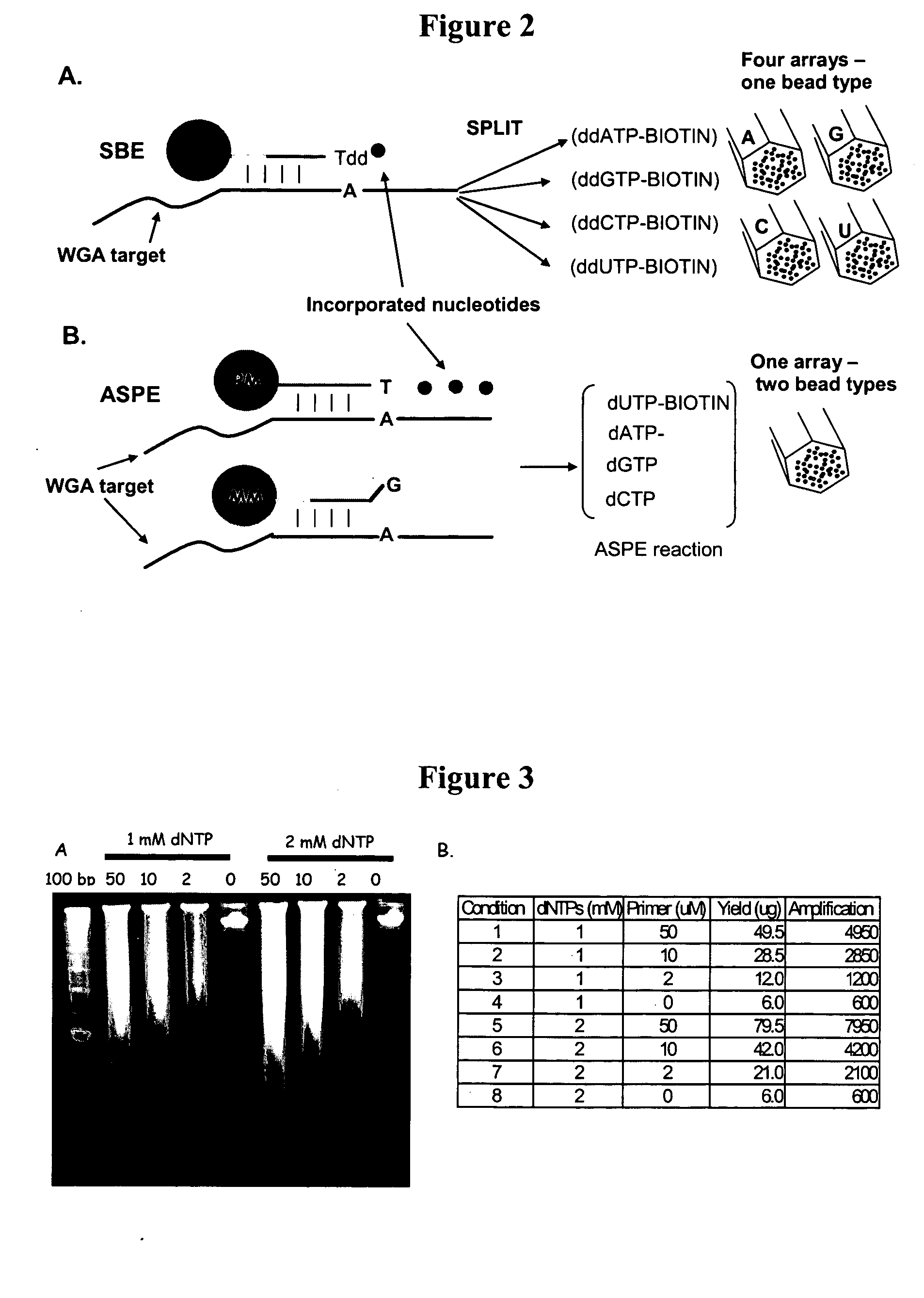 Methods and compositions for whole genome amplification and genotyping