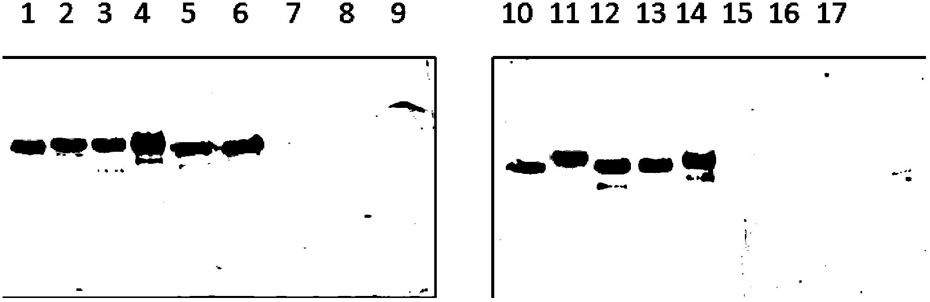 Broad spectrum monoclonal antibodies or antigen binding fragments thereof of anti-HPV L1 protein, and applications thereof