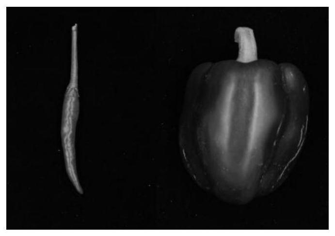 A Molecular Marker Linked to Capsicum Green Retention Gene and Its Application