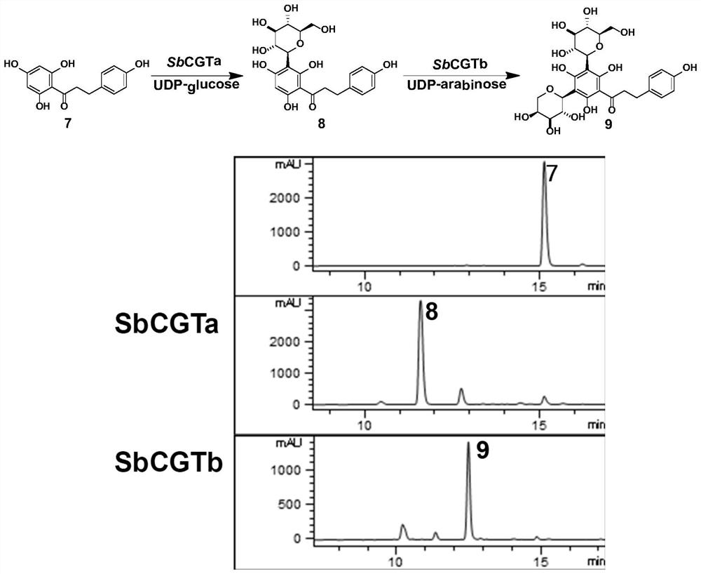 C-glycosyl transferase and application thereof in synthesis of schaftoside and isoschaftoside