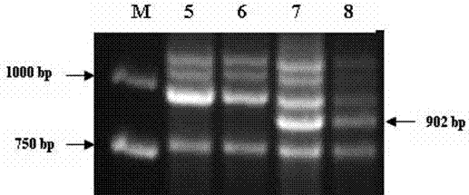 A marker primer and application of wheat powdery mildew resistance gene stpk-v