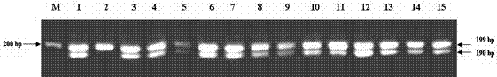 A marker primer and application of wheat powdery mildew resistance gene stpk-v