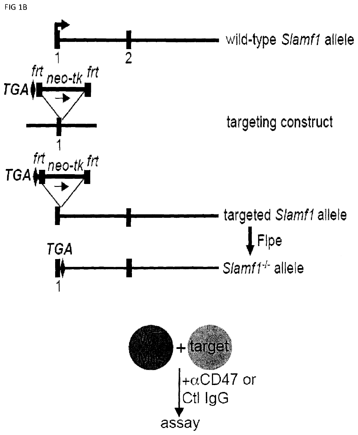 Methods of preventing or treating non-hematopoietic slamf7 positive and slamf7 negative cancers