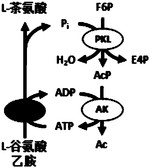 Chassis system for ATP (Adenosine Triphosphate) regeneration and application
