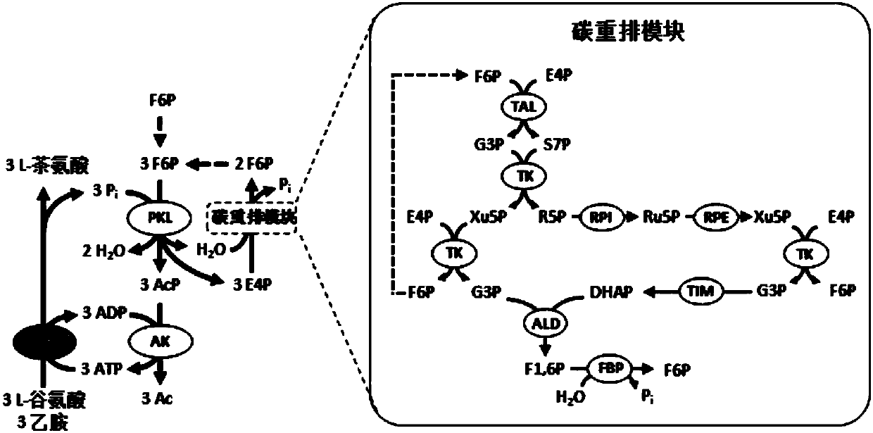 Chassis system for ATP (Adenosine Triphosphate) regeneration and application