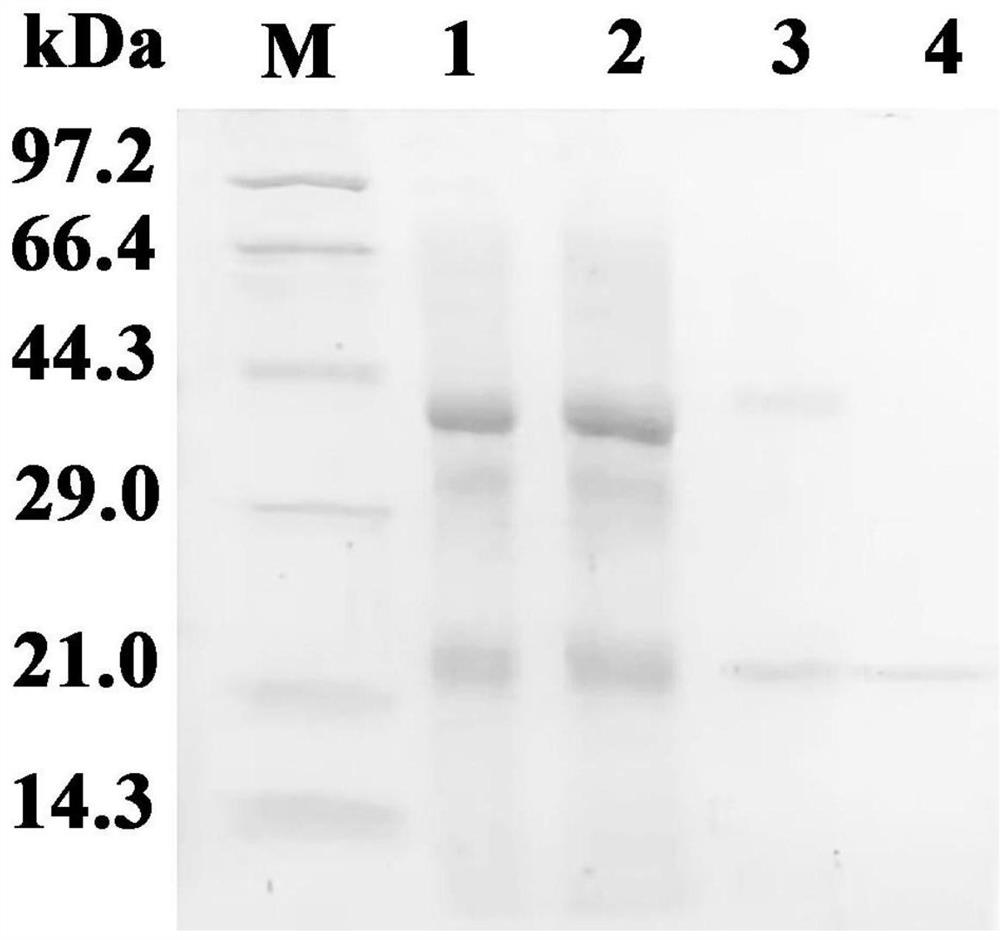 Daylily antitumor active protein as well as preparation method and application thereof