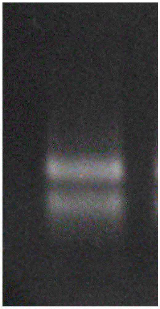 A method for efficiently extracting microbial total RNA from anaerobic granular sludge