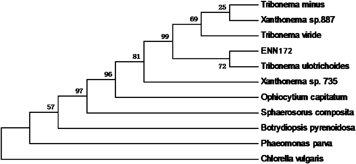 Tribonema and culture and application thereof