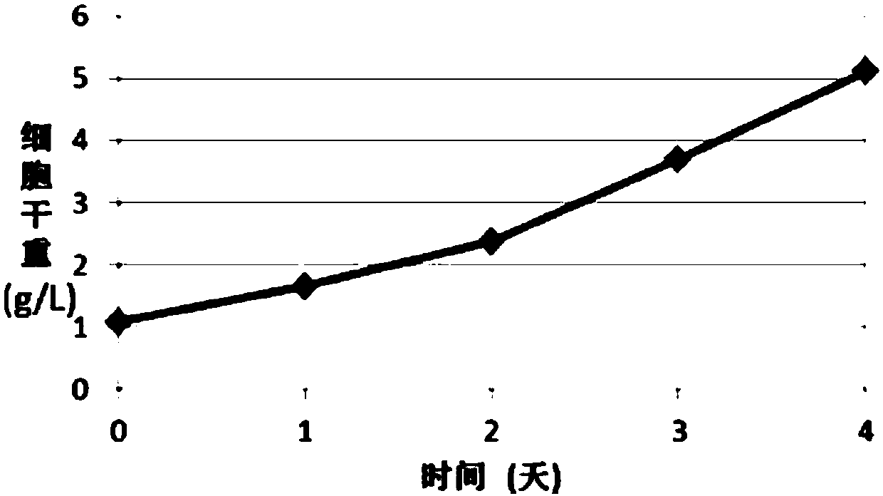 Tribonema and culture and application thereof