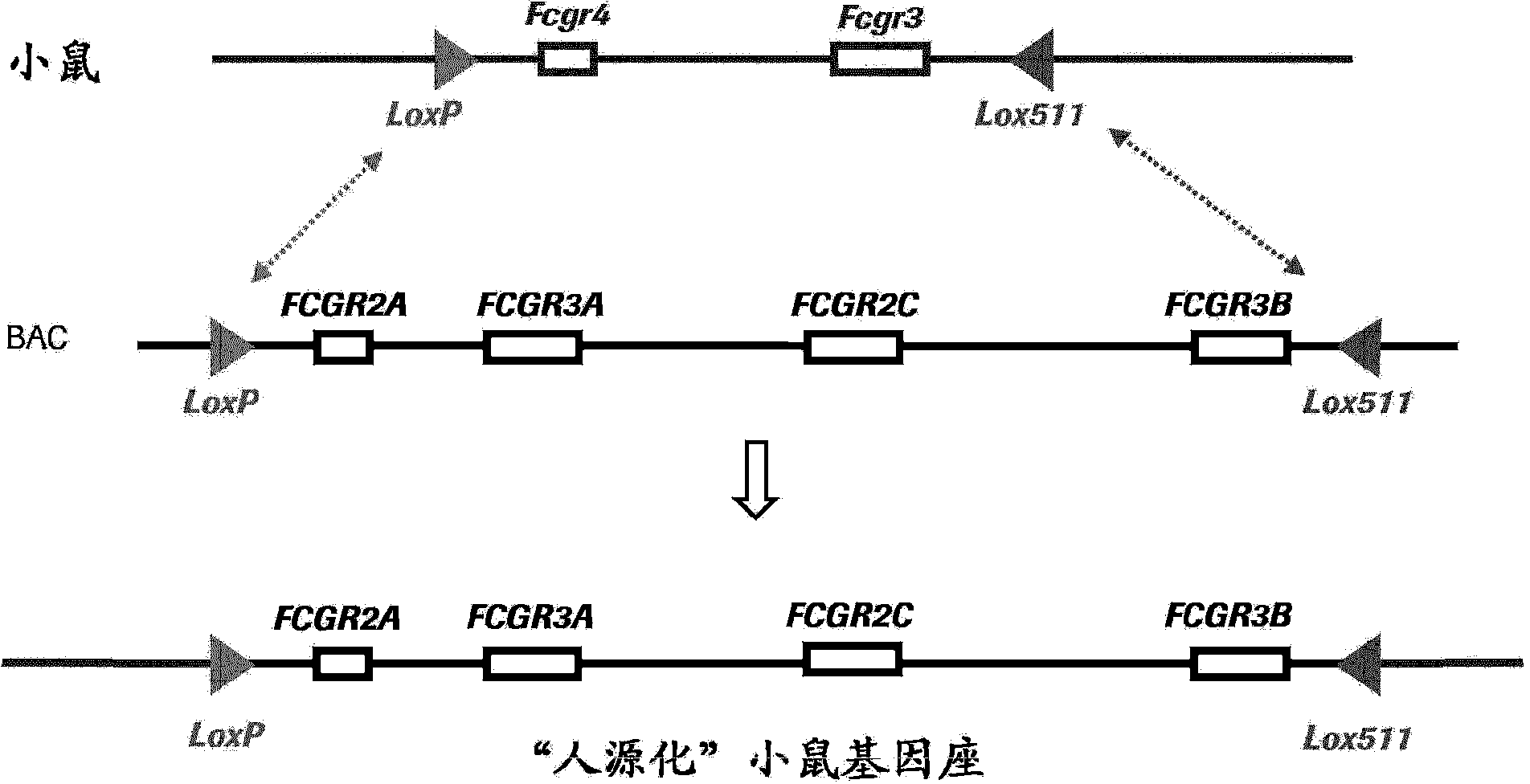 In vivo ADCC model