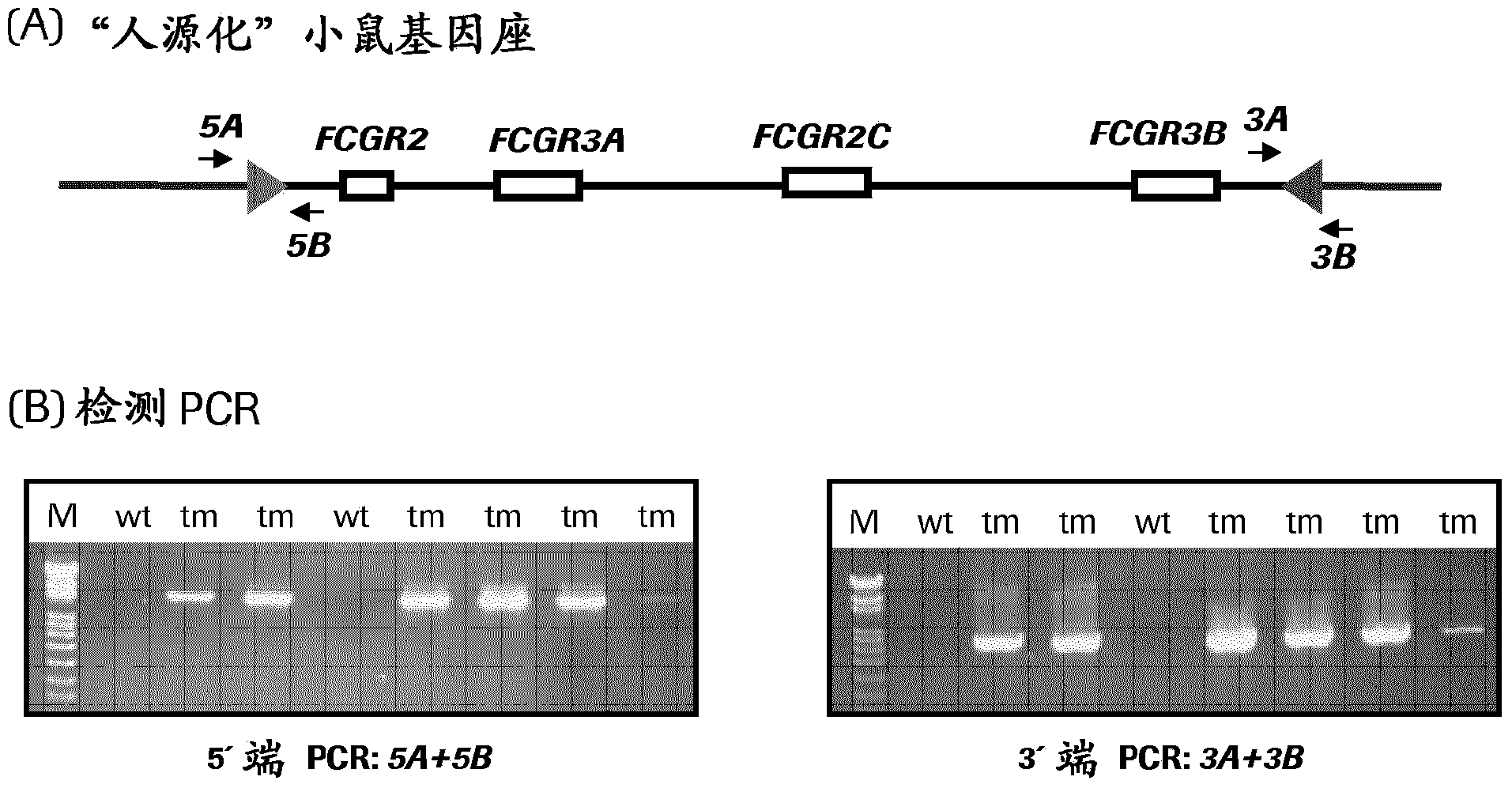 In vivo ADCC model