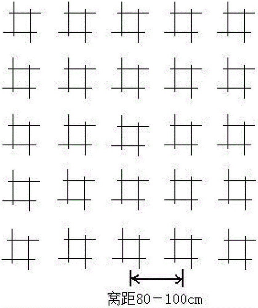 Method for no-tillage plantation of grassland in water-level-fluctuating zone