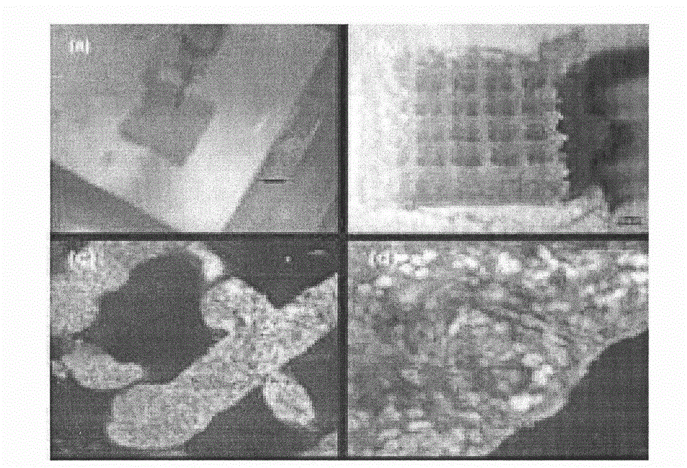 Cell microcapsule for treating parkinsonism and composite cytoskeleton