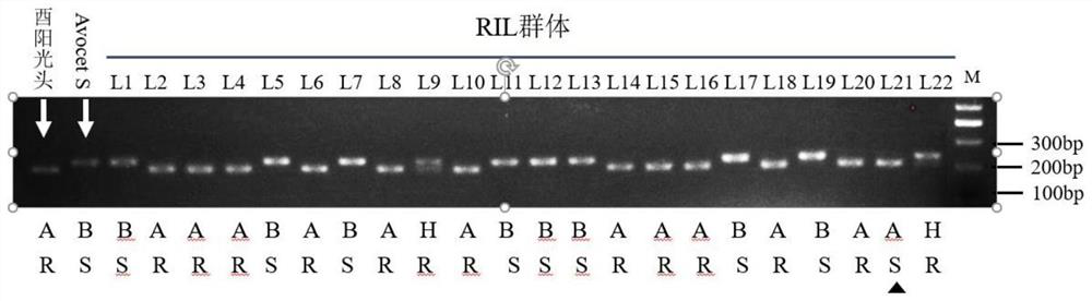 SNP Molecular Markers Related to Stripe Rust Resistance Genes and Their Primers and Applications in Adult Plant Stage of Wheat