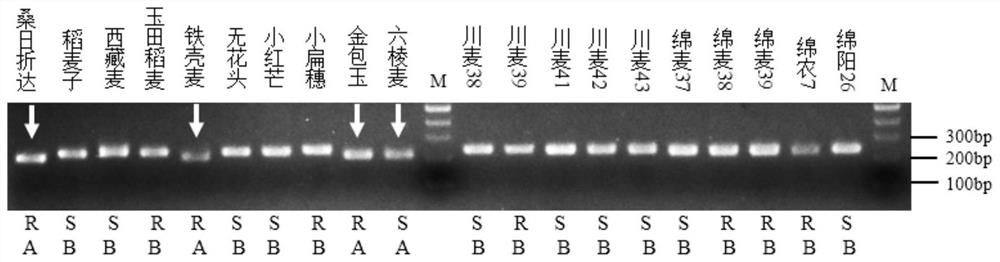 SNP Molecular Markers Related to Stripe Rust Resistance Genes and Their Primers and Applications in Adult Plant Stage of Wheat