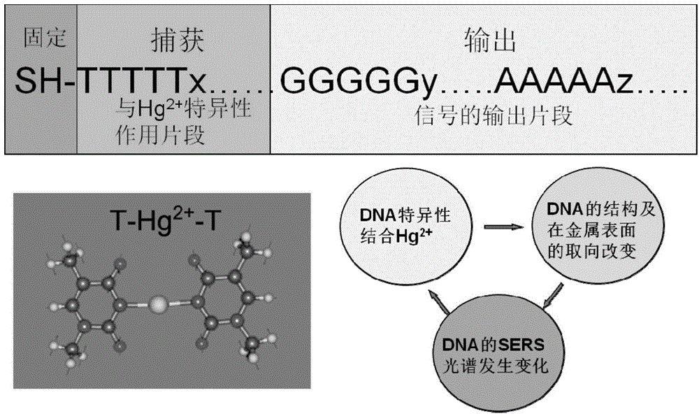Method for detecting low-concentration mercury ions based on DNA modified SERS substrate