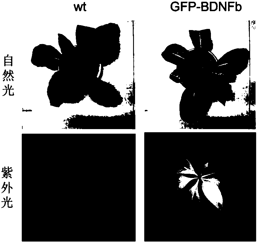 Chloroplast-expressed brain-derived neurotrophic factor hBDNFb protein and preparation method thereof