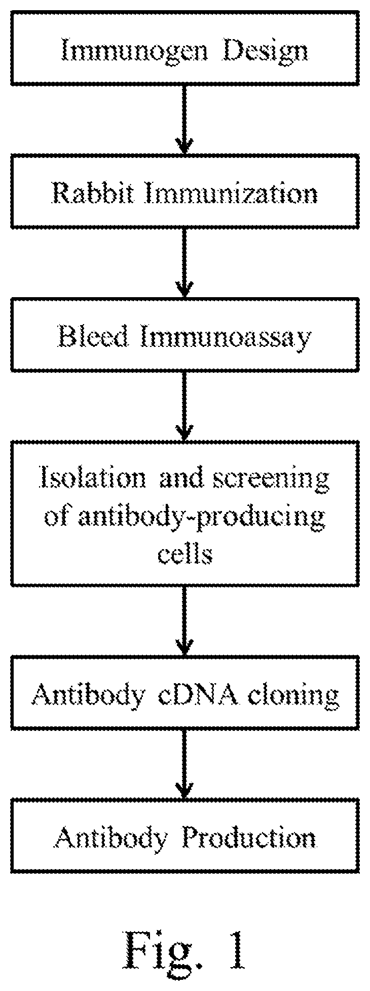 Materials and methods for performing histochemical assays for human pro-epiregulin and amphiregulin