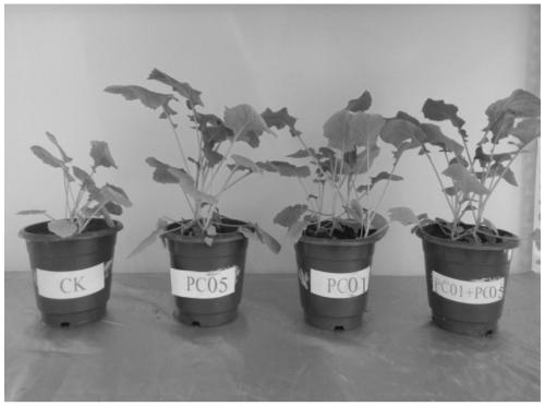 A kind of phosphate solubilizing bacteria pc05 and its isolation and screening method