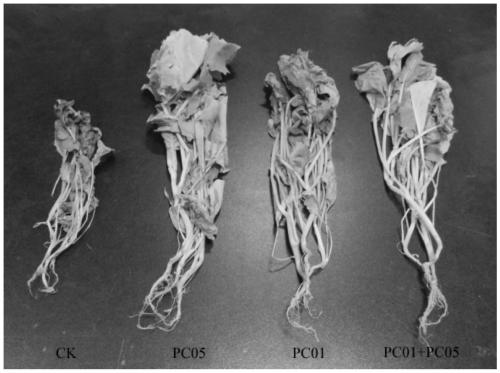 A kind of phosphate solubilizing bacteria pc05 and its isolation and screening method