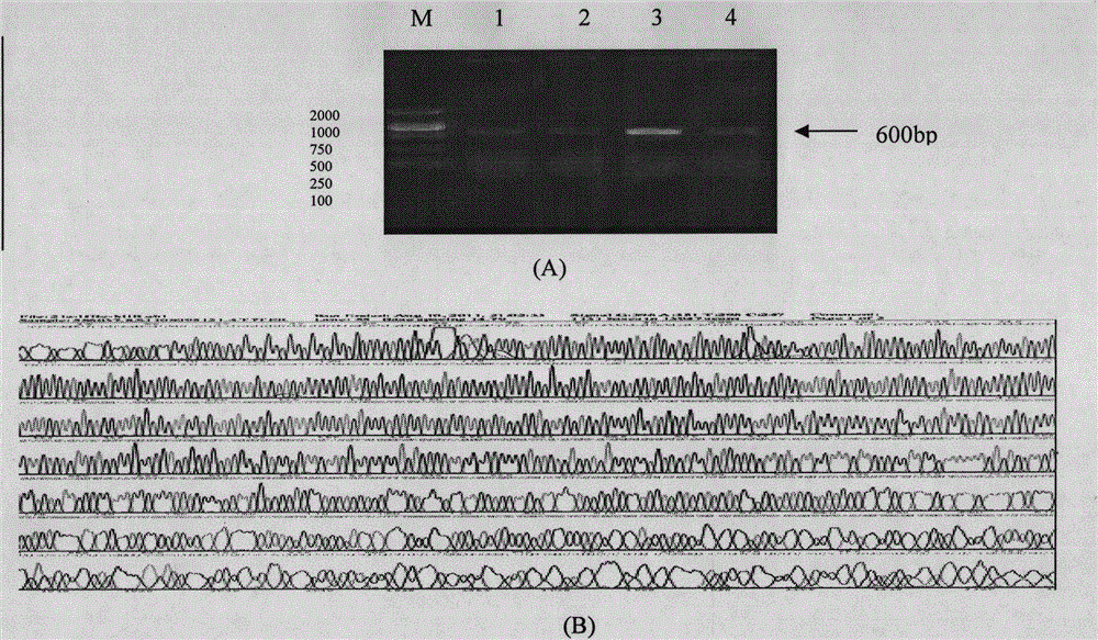 Main outer membrane protein epitope vaccine of chlamydia trachomatis based on HBcAg vector and application of main outer membrane protein epitope vaccine