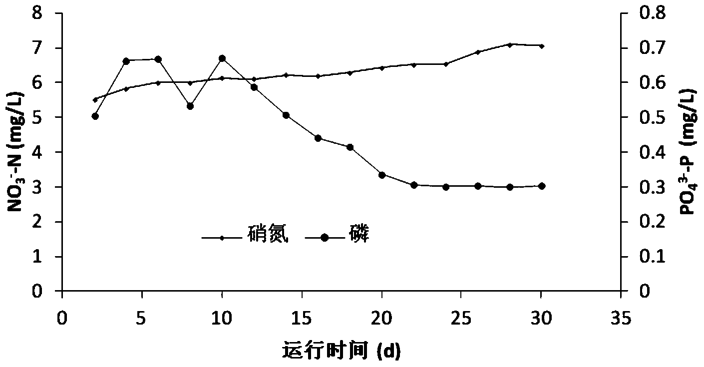 Natural pyrrhotite biological filter and method for synchronously removing nitrate nitrogen and phosphorus out of water by using natural pyrrhotite biological filter