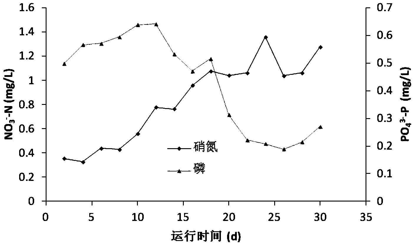 Natural pyrrhotite biological filter and method for synchronously removing nitrate nitrogen and phosphorus out of water by using natural pyrrhotite biological filter