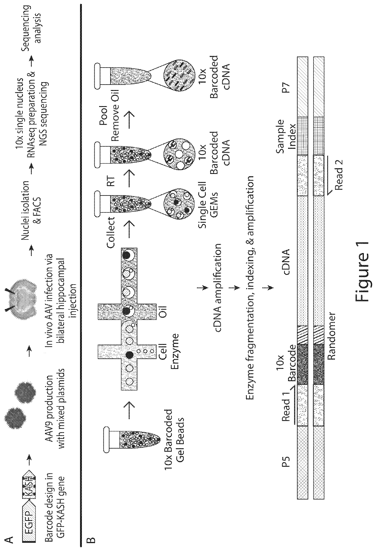 Multiplexing regulatory elements to identify cell-type specific regulatory elements