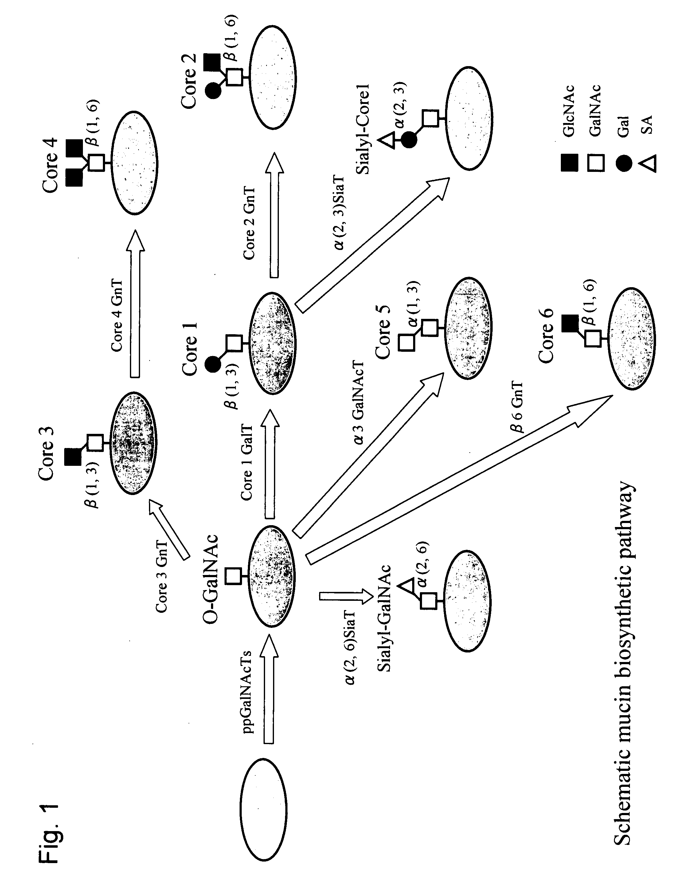 Method for producing a mucin-type glycoprotein