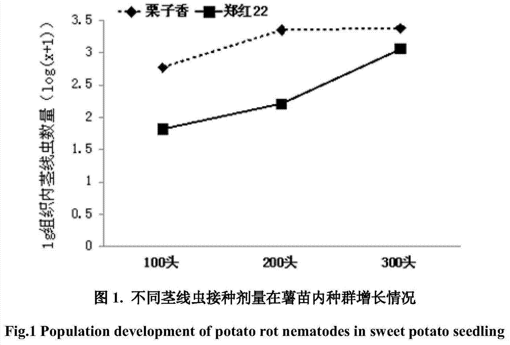 Stem nematode disease resistance identification method for sweet potato related wild species