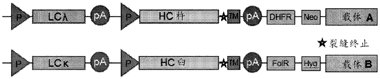 Method of manufacturing bispecific antibodies, bispecific antibodies and therapeutic use of such antibodies